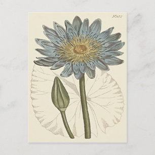 Blaue Seerose Illustration Postkarte