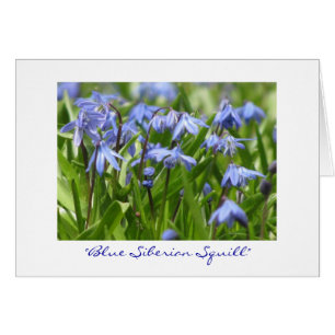 "Blaue sibirische Meerzwiebel "