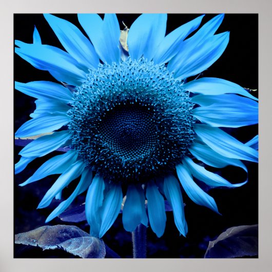 Blaue Sonnenblume, blaue Blume, blaue Blume Poster (Vorne)