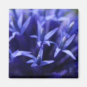 blaue Sterne Magnet