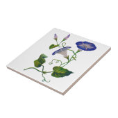 Blaue Stickereien der Trichterwinden Fliese (Seite)