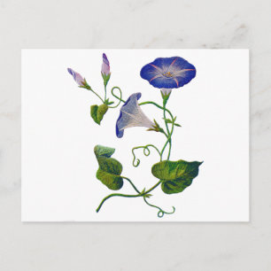 Blaue Stickereien der Trichterwinden Postkarte