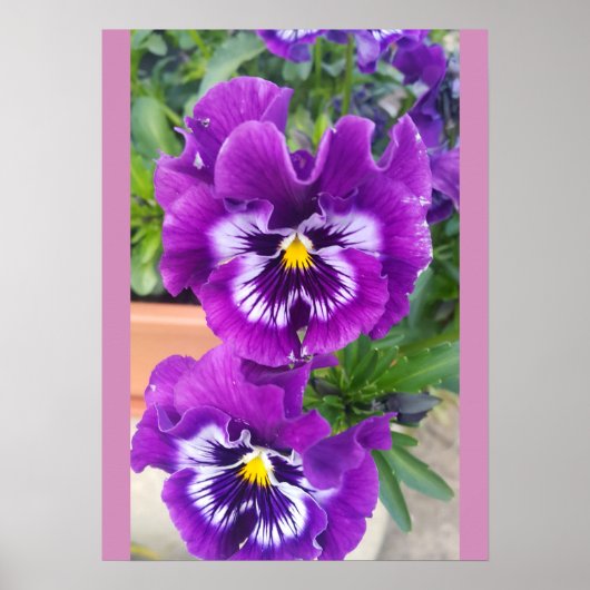Blaue Stiefmütterchen Stiefmütterchen Blume Blumen Poster (Vorne)