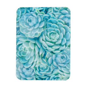 Blaue Sukkuline Magnet