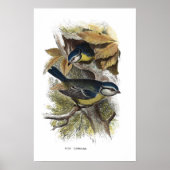 Blaue Titmaus Poster (Vorne)