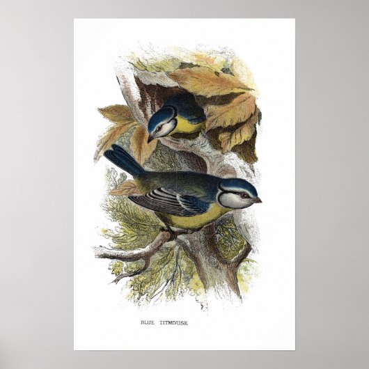 Blaue Titmaus Poster (Vorne)