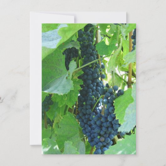 Blaue Trauben Einladung (Vorderseite)