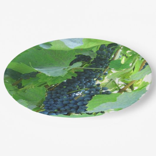 Blaue Trauben Pappteller (Schrägansicht)