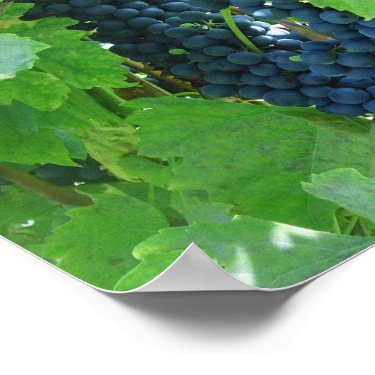 Blaue Trauben Poster (Ecke)