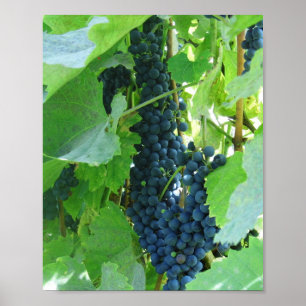 Blaue Trauben Poster