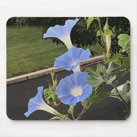 Blaue Trichterwinde Nahaufnahme Mousepad (Vorne)