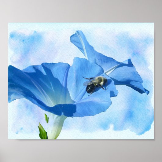 Blaue Trichterwinde und Hummel Poster (Vorne)