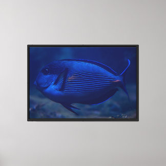 Blaue tropische Fische Leinwanddruck mit Spannrahm