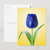 Blaue Tulip-Minimal-Naturfotografie Postkarte (Vorne/Hinten)