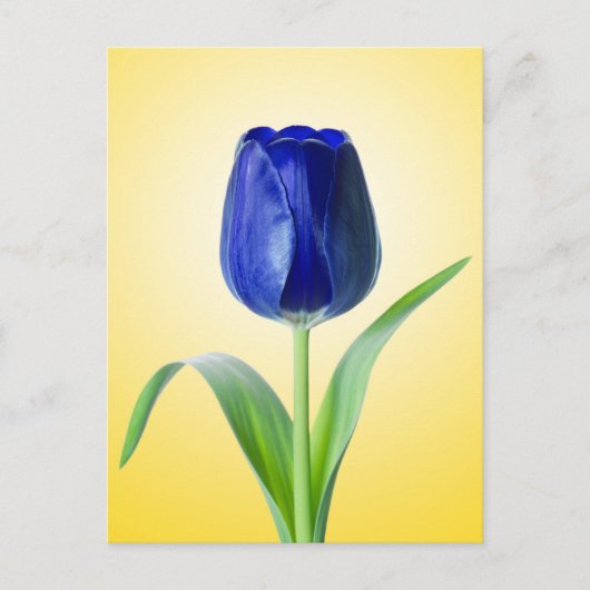 Blaue Tulip-Minimal-Naturfotografie Postkarte (Vorderseite)