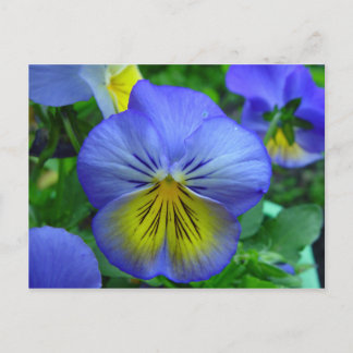 Blaue und gelbe Blume Postkarte