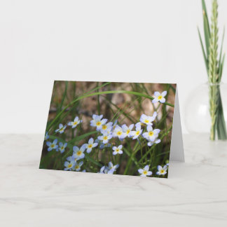 Blaue und gelbe Blumen Naturfotografie Karte