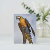 Blaue und gelbe Macaw-Postkarte Postkarte (Stehend Vorderseite)