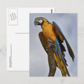 Blaue und gelbe Macaw-Postkarte Postkarte (Vorne/Hinten)