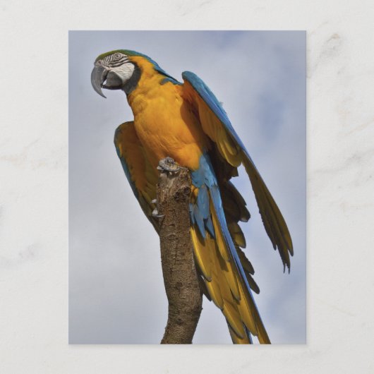 Blaue und gelbe Macaw-Postkarte Postkarte (Vorderseite)