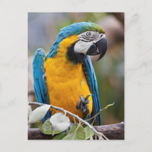 Blaue und gelbe Macaw-Postkarte Postkarte