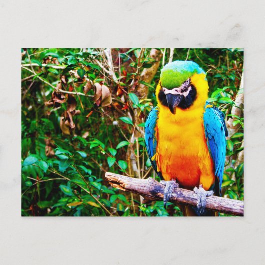 Blaue und gelbe Macaw-Postkarte Postkarte (Vorderseite)