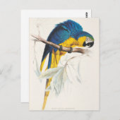 Blaue und gelbe Macaw-Postkarte Postkarte (Vorne/Hinten)