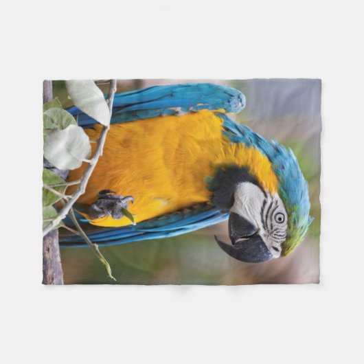 Blaue und gelbe Macaw Sherpa Decke (Vorderseite (Horizontal))