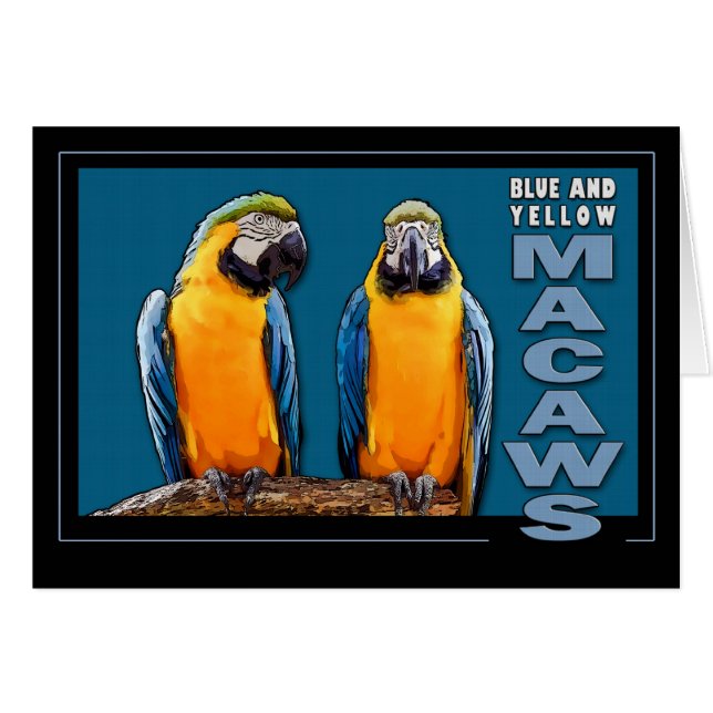 Blaue und gelbe Macaws (Vorderseite (Horizontal))