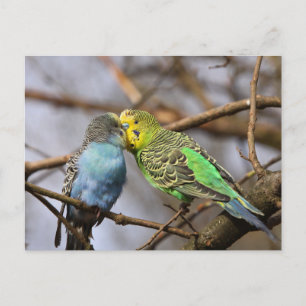 Blaue und grüne Budgie Vögel auf einer Baumzweigun Postkarte