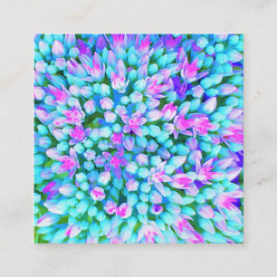Blaue und heißrosa Sukkulenten-Sedum-Blumen Detail Quadratische Visitenkarte