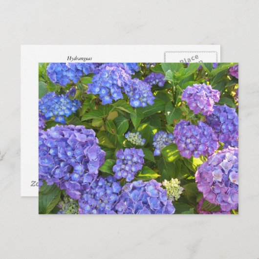 Blaue und Lila Hydrangeas Postkarte (Vorne/Hinten)