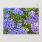 Blaue und Lila Hydrangeas Postkarte (Vorderseite)