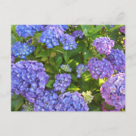 Blaue und Lila Hydrangeas Postkarte