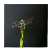 Blaue und schwarze Libelle auf grünem und rotem Gr Fliese (Vorderseite)