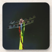 Blaue und schwarze Libelle auf grünem und rotem Gr Getränkeuntersetzer (Vorderseite)