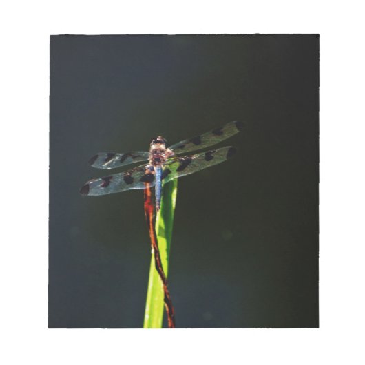 Blaue und schwarze Libelle auf grünem und rotem Gr Notizblock (Vorderseite)