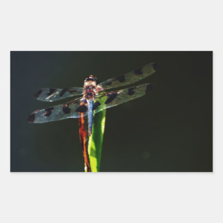 Blaue und schwarze Libelle auf grünem und rotem Gr Rechteckiger Aufkleber