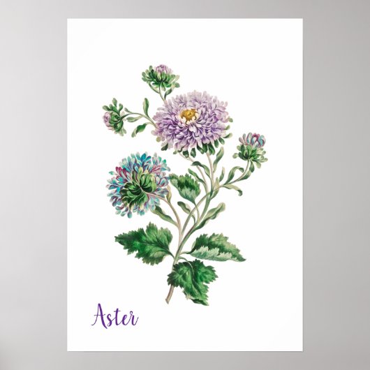Blaue und violette Aquarell-Botanik-Aster Poster (Vorne)