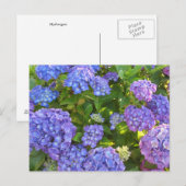 Blaue und violette Hortensien Postkarte (Vorne/Hinten)