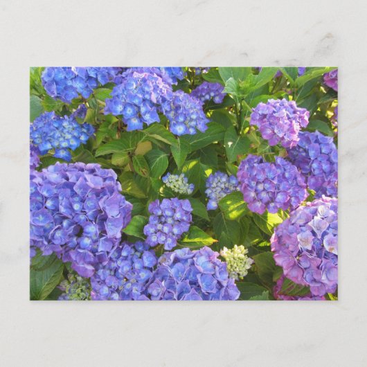 Blaue und violette Hortensien Postkarte (Vorderseite)