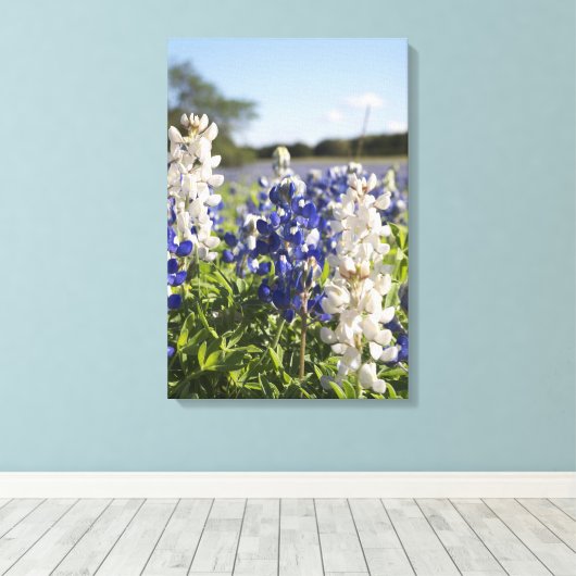 Blaue und weiße Bluebonnets - Leinwand Kunst (Insitu (Holzboden))