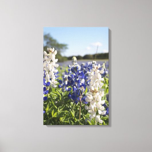 Blaue und weiße Bluebonnets - Leinwand Kunst (Vorderseite)