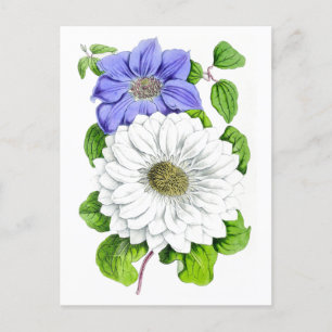 Blaue und Weiße Clematis-Vintage-Botanik-Postkarte Postkarte