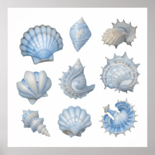 Blaue und weiße Wasserfarben - Muscheln - Kinderzi Poster
