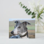 Blaue und weiße Windhunde (a344) Postkarte (Stehend Vorderseite)