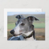 Blaue und weiße Windhunde (a344) Postkarte (Vorne/Hinten)