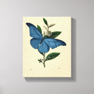 Blaue Vintage-Schmetterling Leinwanddruck
