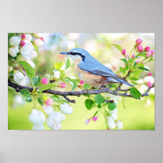 Blaue Vögel auf Kirschbaum mit Blüten Poster