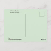 Blaue Vögel gegen rosa und grüne Hintergrund Postkarte (Rückseite)